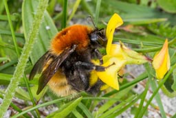 Moss carder bumblebee