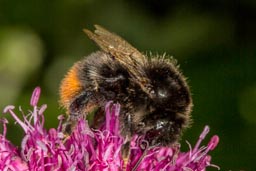 Red-tailed bumblebee