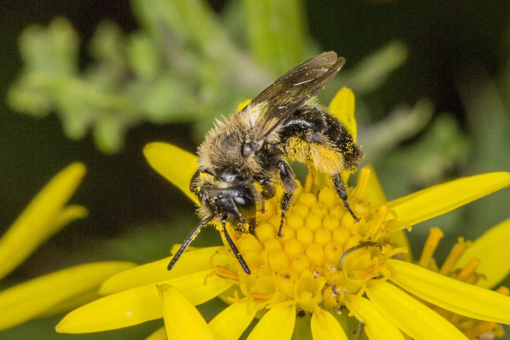 Solitary bees