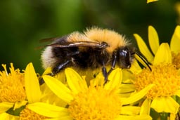 Tree bumblebee