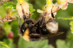 White-tailed bumblebee