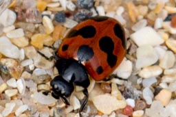 11-spot Ladybird