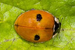 2-spot Ladybird