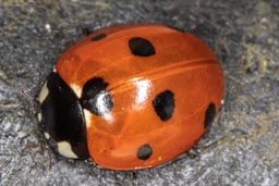 7-spot Ladybird