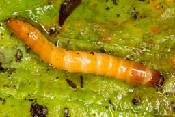 Beetle Larvae