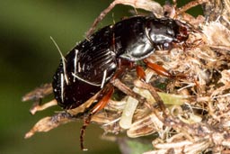 Black Ground Beetle