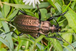 carabid Beetle