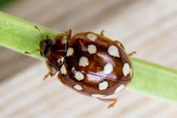 Cream spot Ladybird