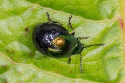 dock leaf beetle