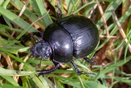 Dor Beetle