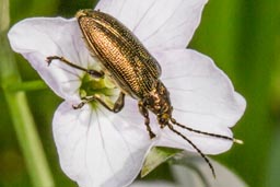 Leaf Beetle