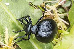 Short necked oil beetle