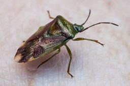 Birch shieldbug