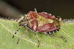 Hairy shieldbug