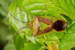 Hawthorn shieldbug