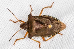 Red-legged shieldbug