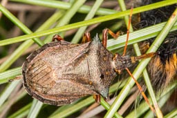 Spiked shieldbug