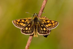 Chequered skipper butterfly