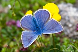 Common blue butterfly