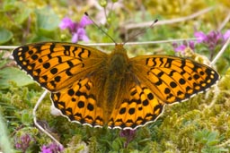 Dark green fritillary butterfly