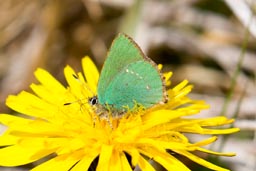 Green hairstreak butterfly