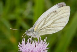 Green-veined white butterfly