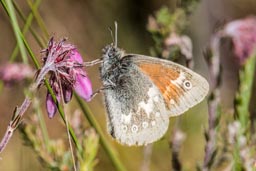 Large heath butterfly