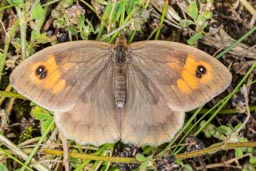 Meadow brown butterfly