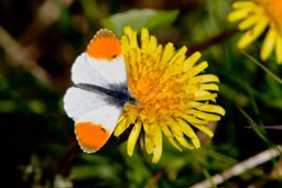 Orange-tip butterfly