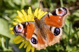 Peacock butterfly