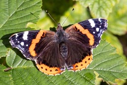 Red admiral butterfly