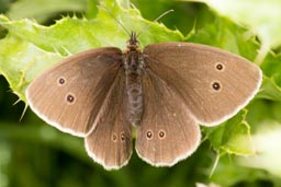 Ringlet butterfly