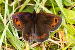 Scotch argus butterfly