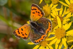 Small copper butterfly