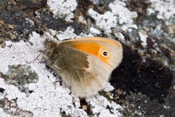 Small heath butterfly