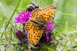 Small pearl-bordered fritillary butterfly