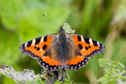 Small tortoiseshell butterfly