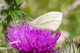 Small white butterfly