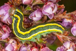 Broom Moth Caterpillar