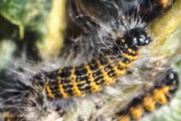Buff Tip Moth Caterpillar