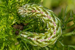 Chamomile Shark Moth Caterpillar