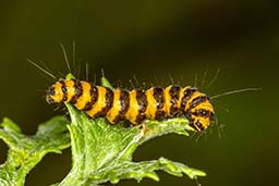 Cinnabar Moth Caterpillar