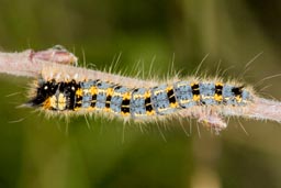 Drinker Moth Caterpillar