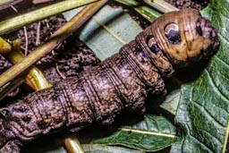 elephant hawk moth caterpillar