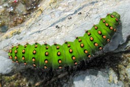 Emperor Moth Caterpillar