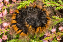 Fox Moth Caterpillar