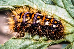knotgrass moth caterpillar