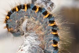 Northern Eggar Moth Caterpillar