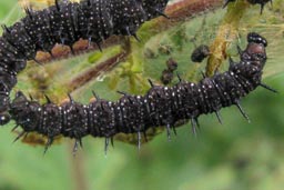 Peacock Butterfly Caterpillar