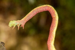 red-green carpet moth caterpillar